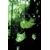 WYTCHES #6 (MR) - Scott Snyder