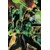 GREEN LANTERNS TP VOL 05 OUT OF TIME REBIRTH - Sam Humphries