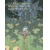 BLACK WATER LILIES HC (MR) - Frederic Duval