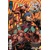 SUICIDE SQUAD KILL ARKHAM ASYLUM #1 až 5 (OF 5) - John Layman