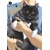 CAT + CRAZY GN VOL 03 - Wataru Nadatani