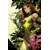 BATMAN BAD SEEDS SUNRISE #1 (ONE SHOT) CVR B DAN MORA CARD STOCK VAR