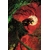 CATWOMAN #92 CVR A SEBASTIAN FIUMARA (BATMAN BAD SEEDS)