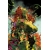 POISON IVY #49 CVR C DAN MORA CARD STOCK VAR