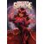 SORCERER SUPREME Vol. 1 RISE OF THE SCARLET WITCH