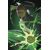 ABSOLUTE GREEN LANTERN #20 CVR C AKA CARD STOCK VAR