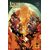 LAZARUS ORDER #4 (OF 8) CVR A JUAN DOE