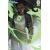 Absolute Green Lantern #13 Cvr B Ejikure Card Stock Var