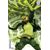 Absolute Green Lantern #13 Cvr C Karl Kerschl Card Stock Var