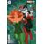 Harley and Ivy Life and Crimes #6 (of 6) Cvr B Lesley Leirix Li Card Stock Var