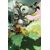 Ben 10 #2 Cvr H Duncan Rouleau Ltd Virgin Var