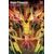 Power Rangers Unlimited #3 Cvr I Foc Reveal Var