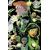 Green Lantern Corps #12 Cvr D Ethan Young Csv