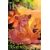 The Lion King #9 Cvr A Edwin Galmon